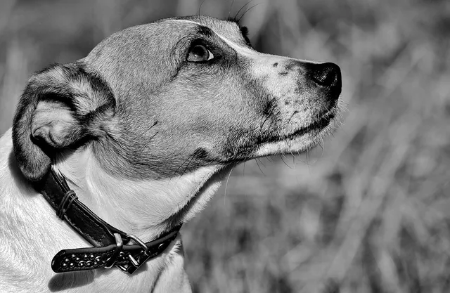 jack russel