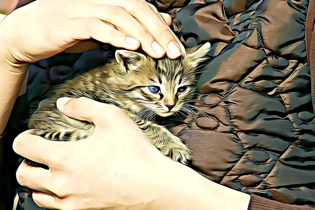 bílá kočka